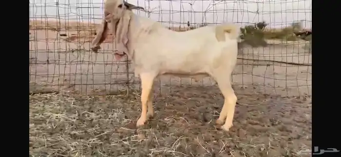للبيع تيس ابيض مشرووك نادر 1