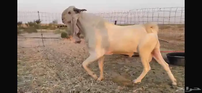 للبيع تيس ابيض مشرووك نادر 10