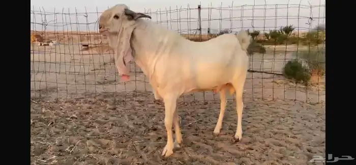 للبيع تيس ابيض مشرووك نادر 5
