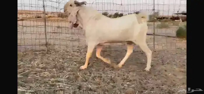 للبيع تيس ابيض مشرووك نادر 2