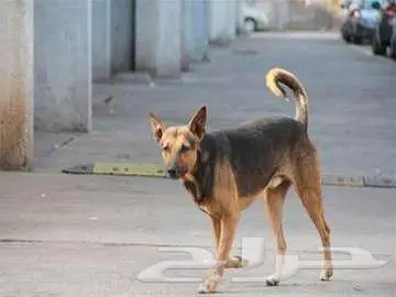 مطلوب كلب للحراسه 0