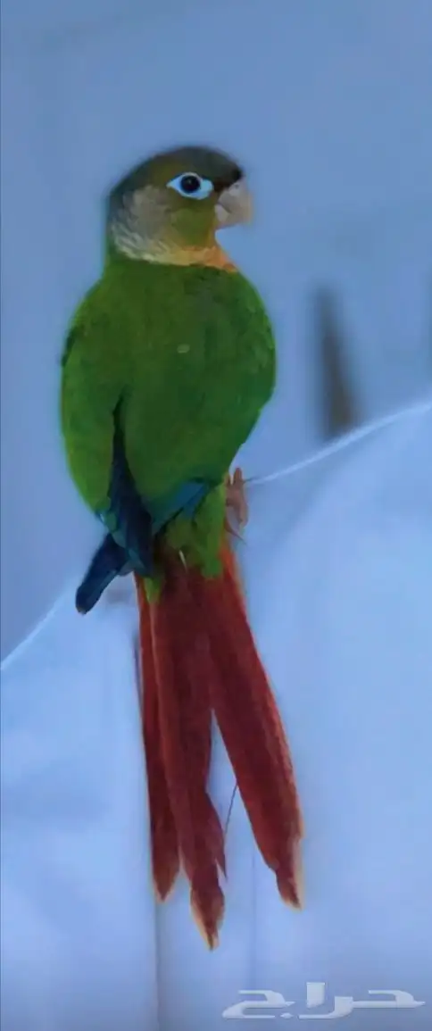 للبيع كنيور يلو سايد اليف مايعرف العض 2