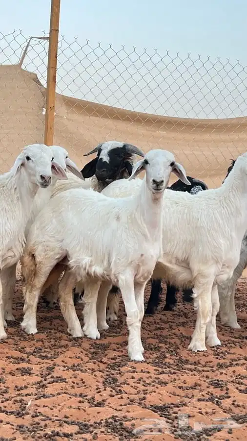 ابو عبدالله للذبايح 8