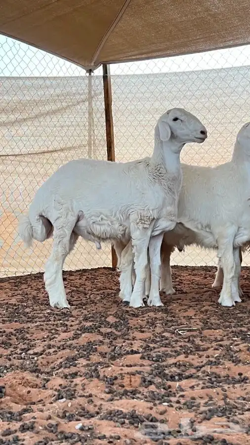 ابو عبدالله للذبايح 7