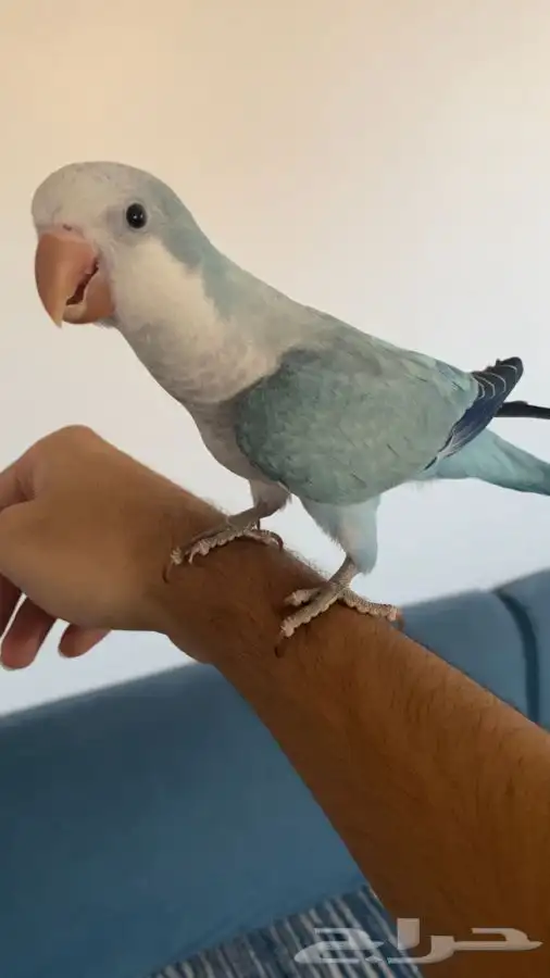 كويكر ( تم البيع) 0