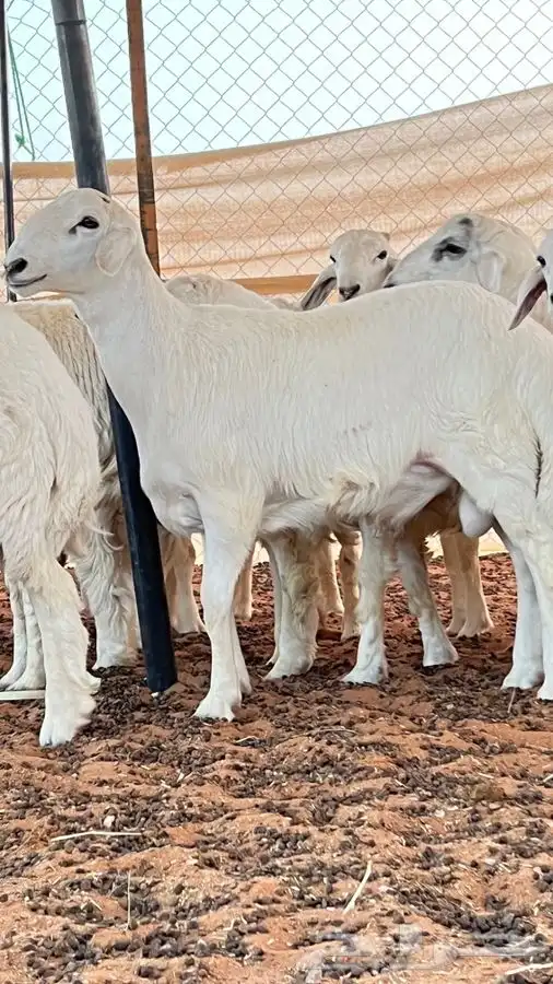 ابو عبدالله للذبايح 0