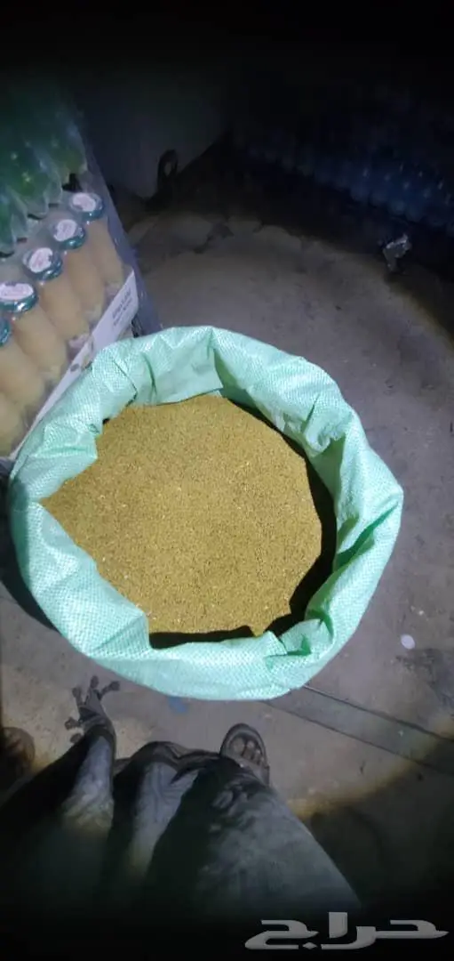 بذور برسيم ساحلي سنا 2