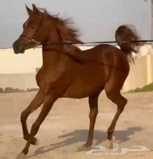 مهره واهو فاخره 0