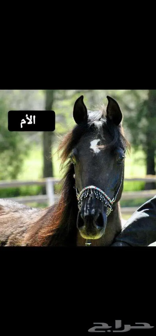 فرس أصيلة بيور مصري 7