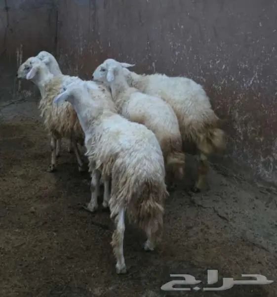 طليان للبيع 0