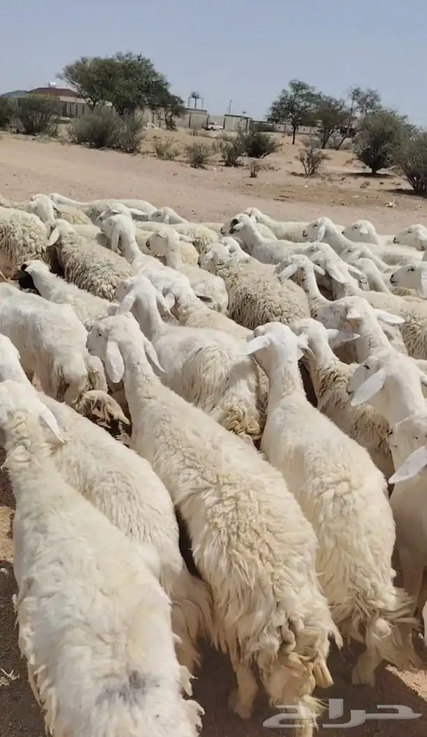 للبيع مراح واحد ضان حريات حرش مقنوي حلال سرحه نضيفه ودفيع 4