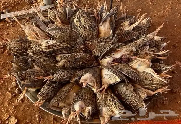 مريعيات بريه للبيع 0