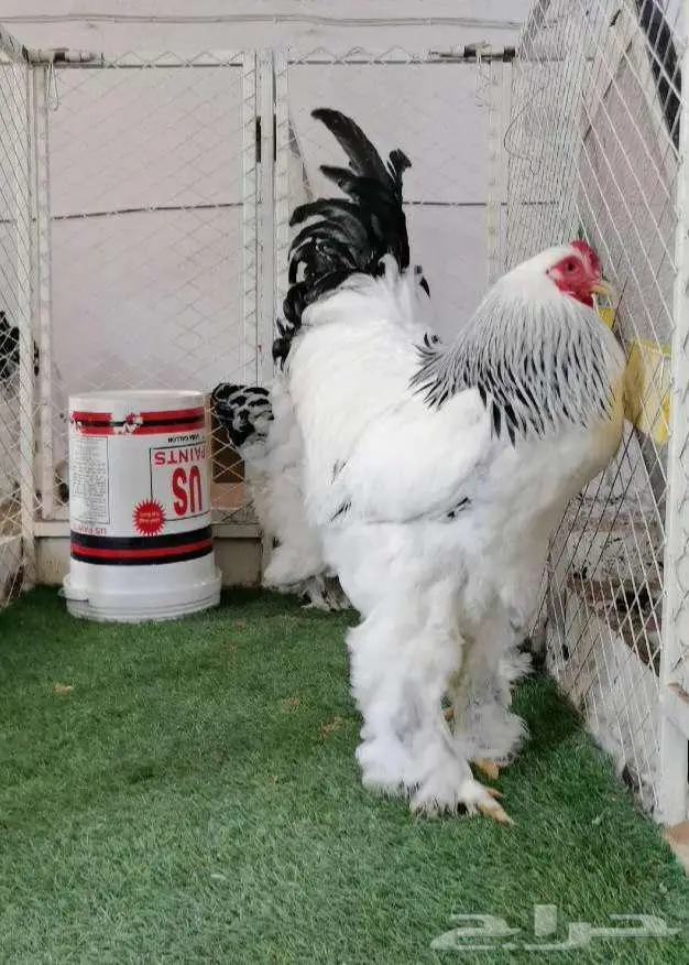 صوص براهما كولومبي كونك 8