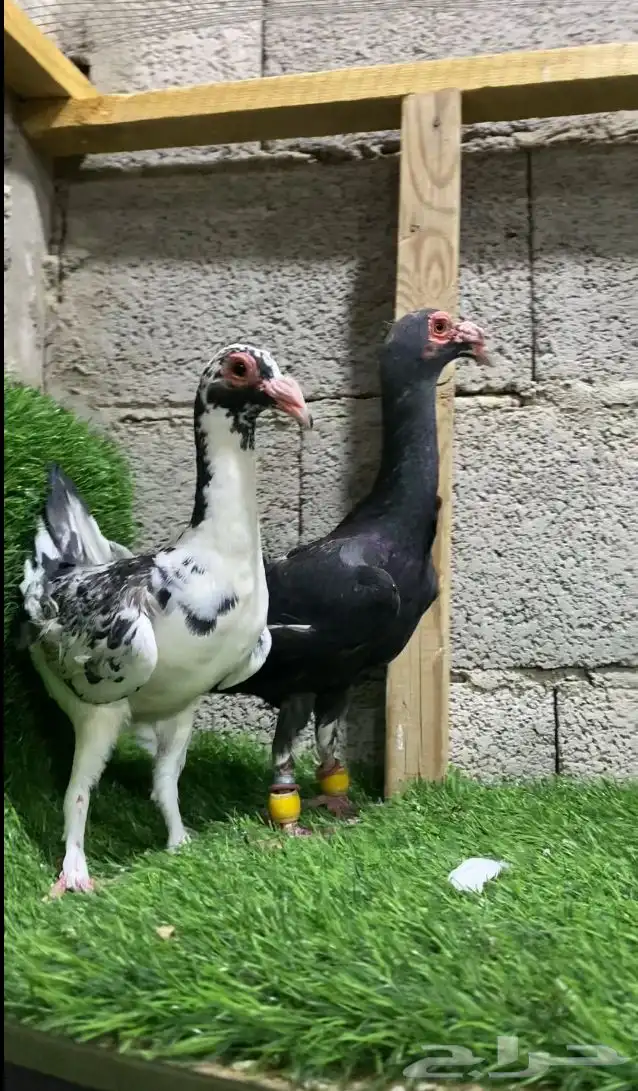 جوز بغادنه الارتفاع بلكتين 0