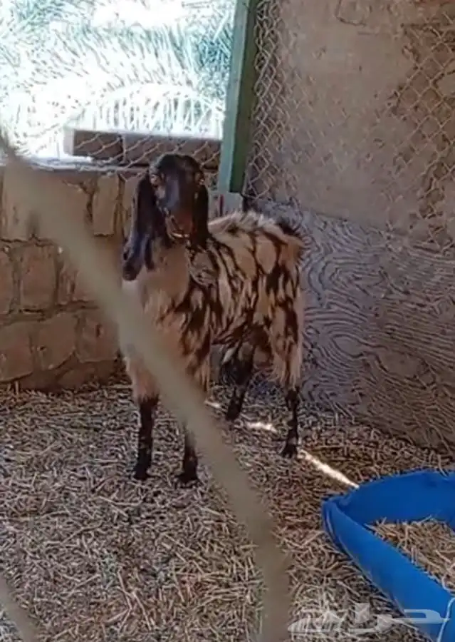 فحل مصري كاموري طيب ومنتج وحار بالقريع وجفره تم البيع 1