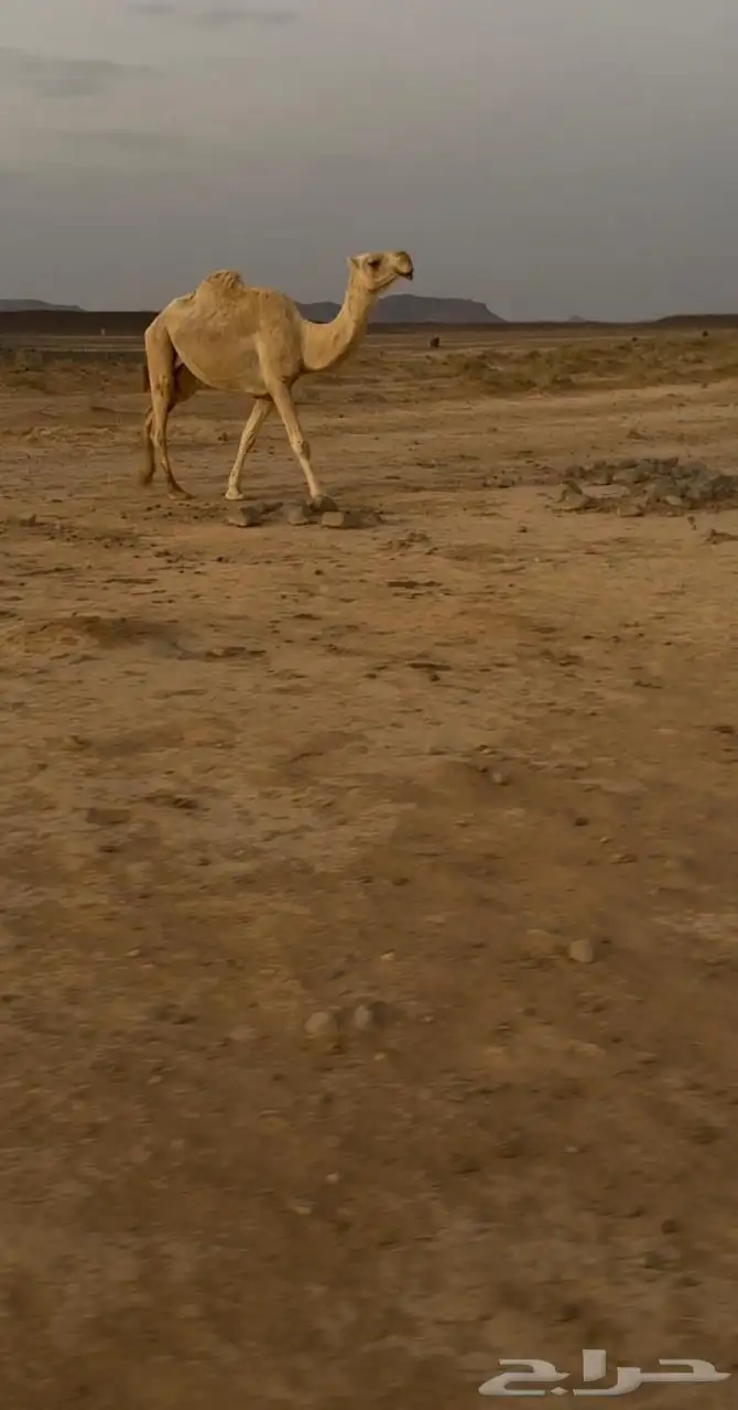للبيع عدد 2 ثنين القحات وحده ملاقي 2