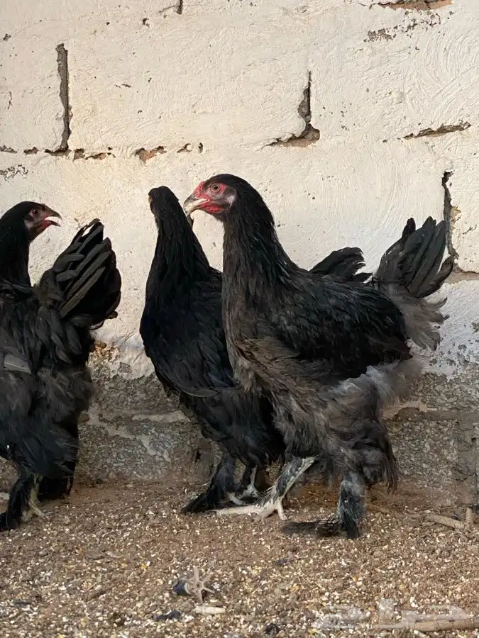 طقم براهما اسود( تم البيع ) 2