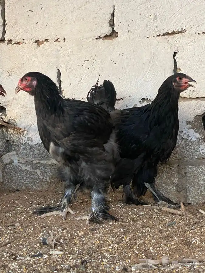 طقم براهما اسود( تم البيع ) 1