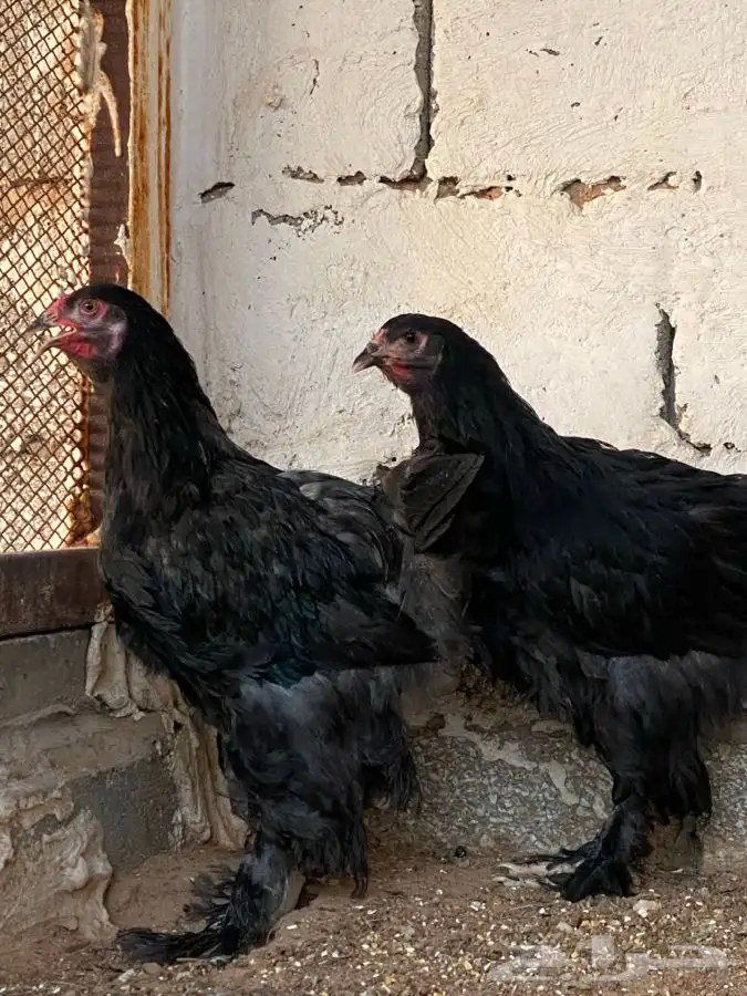 طقم براهما اسود( تم البيع ) 4