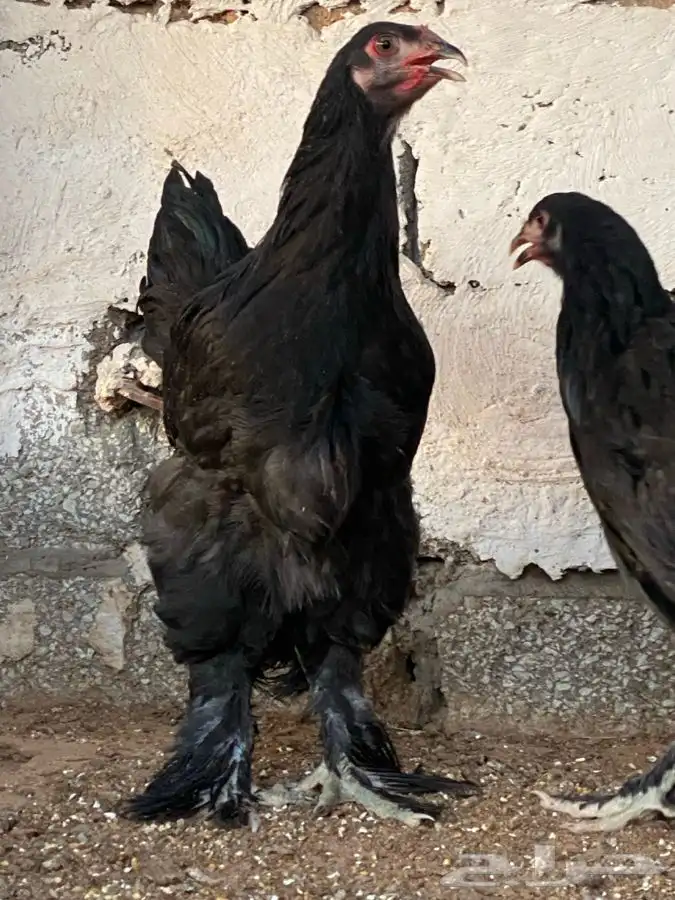 طقم براهما اسود( تم البيع ) 0