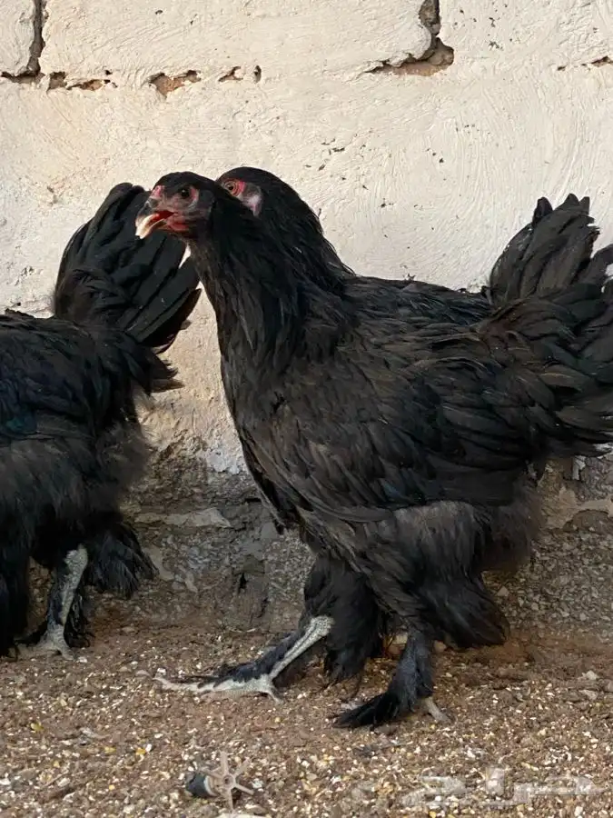 طقم براهما اسود( تم البيع ) 3