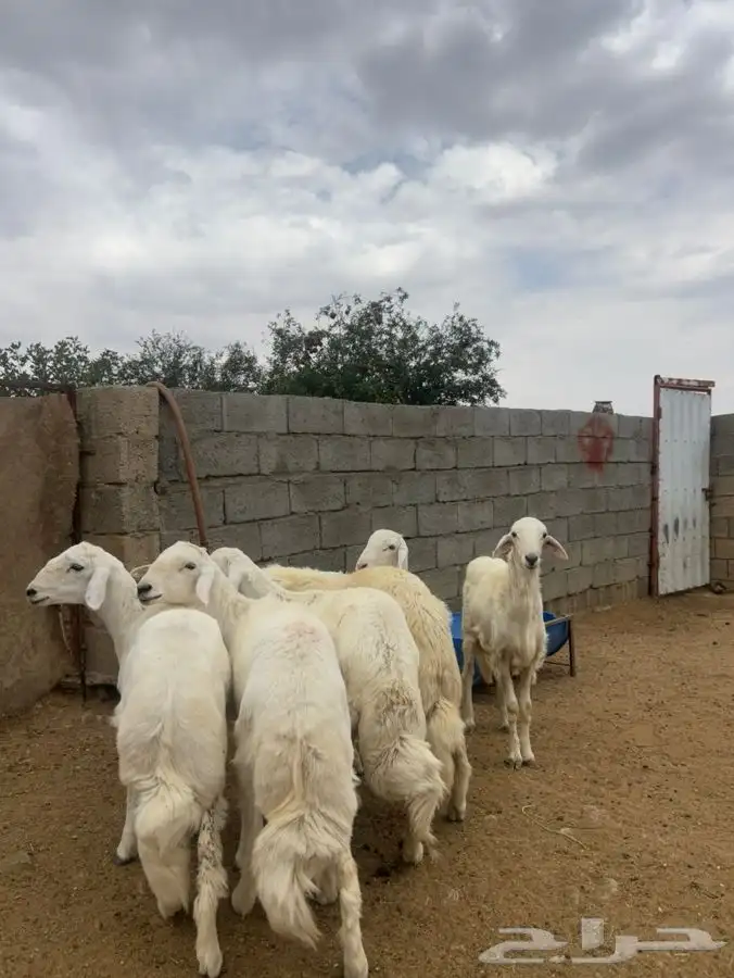 طليان للبيع 0