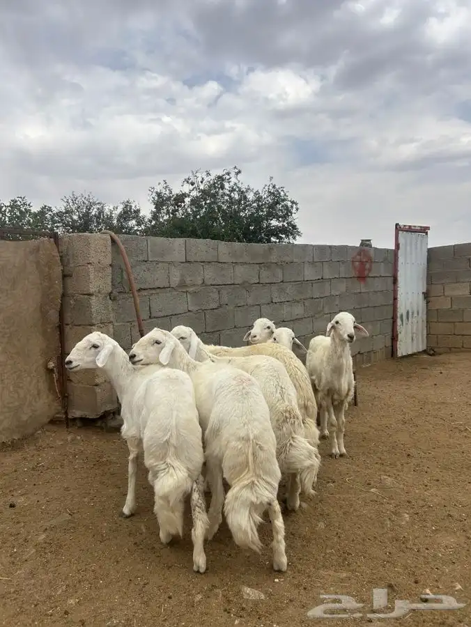 طليان للبيع 2