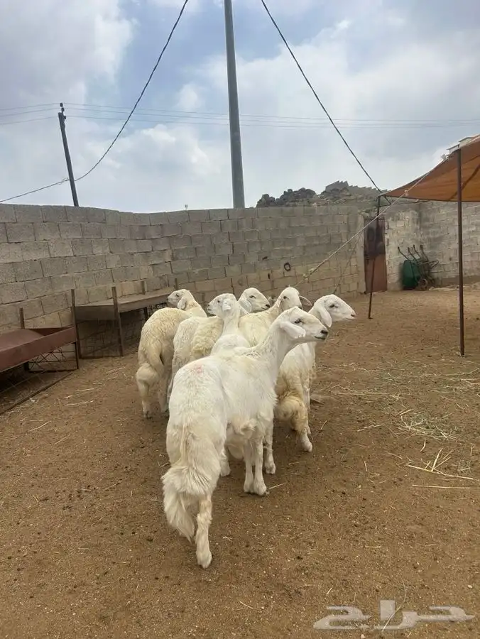 طليان للبيع 4