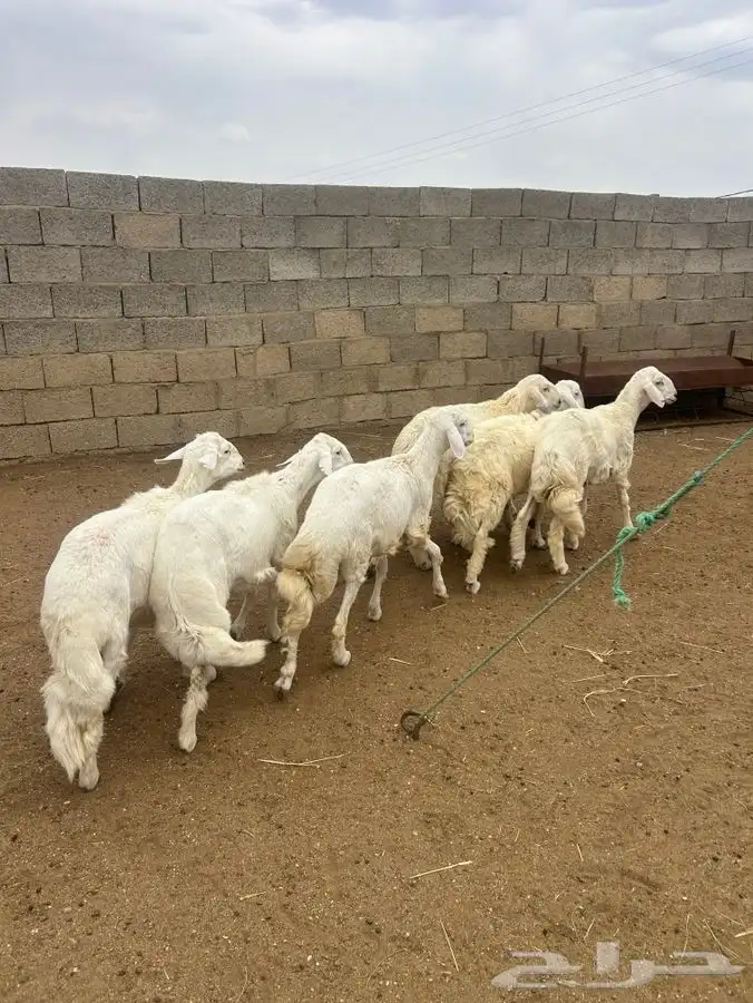 طليان للبيع 3