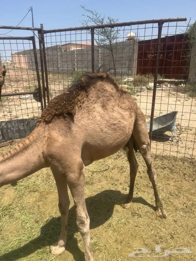بكره 1