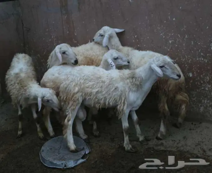 طليان للبيع 2
