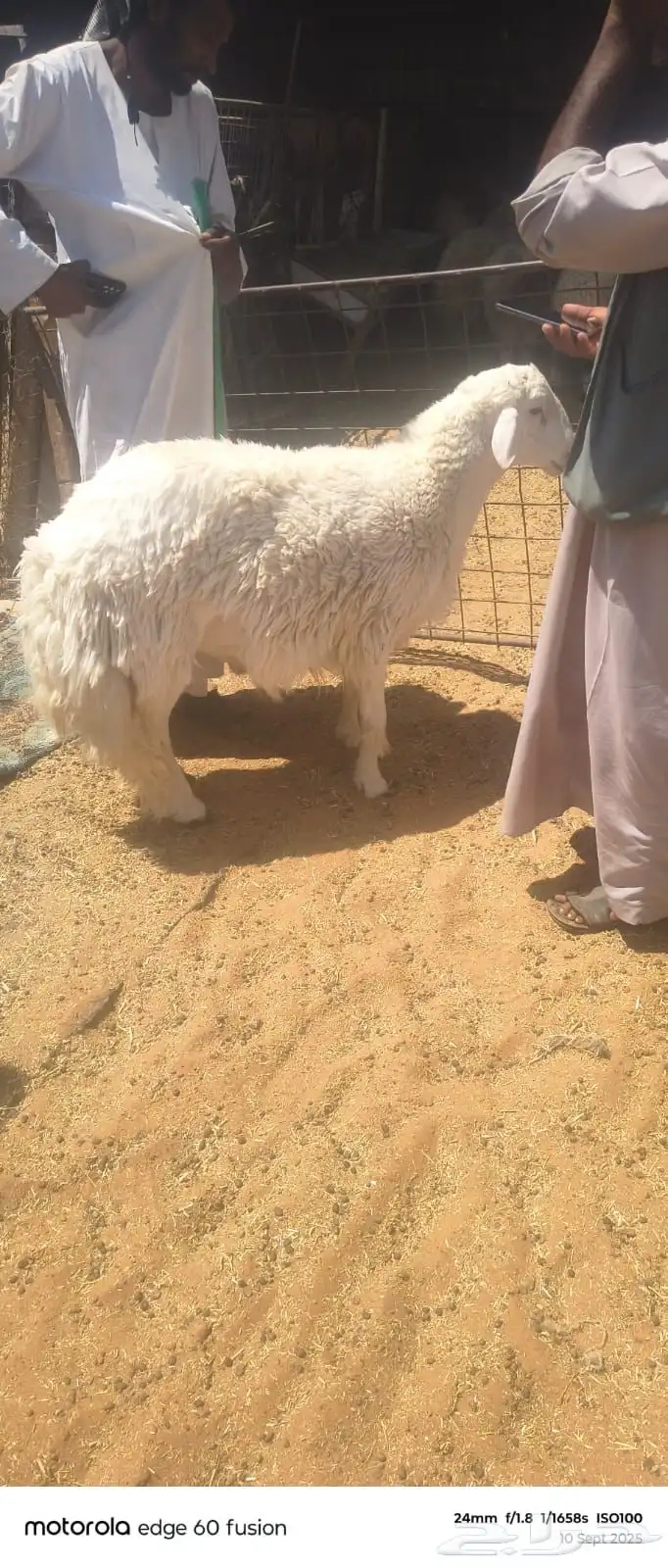 حري جبر فاخر 0