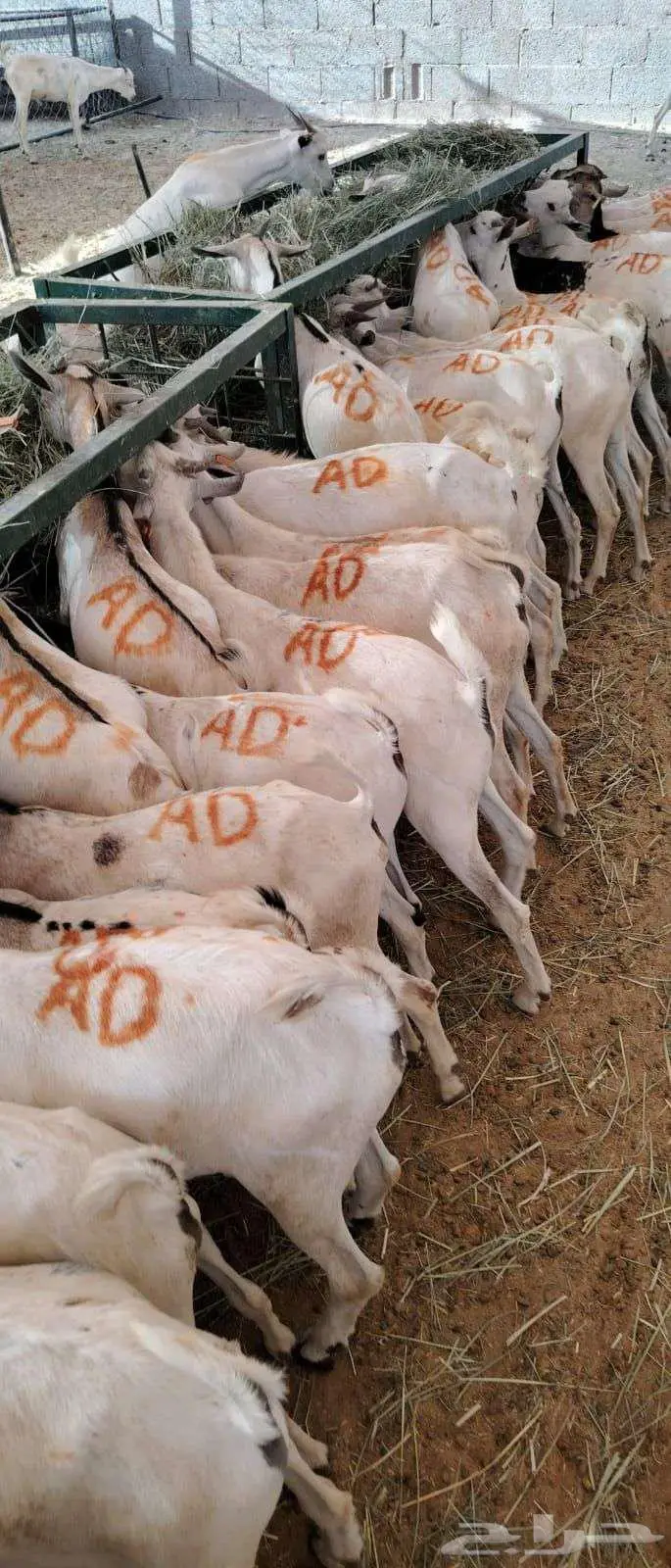 ملاحم  تجار  مناسبات  احنا نوفر لك الكمية والجودة 0