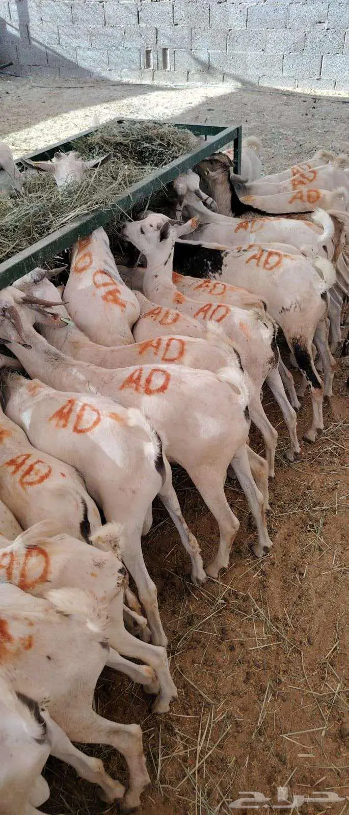 ملاحم  تجار  مناسبات  احنا نوفر لك الكمية والجودة 1