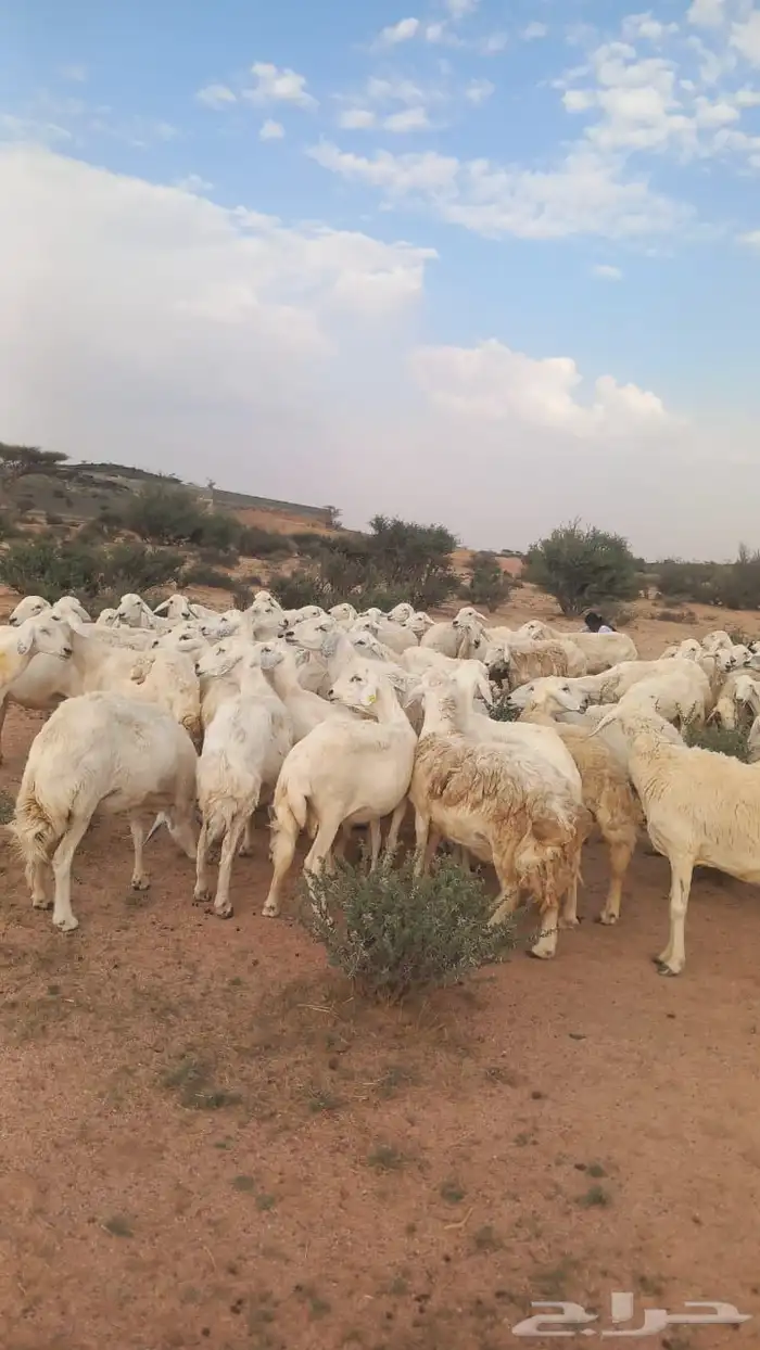 للبيع مراح حريات 2