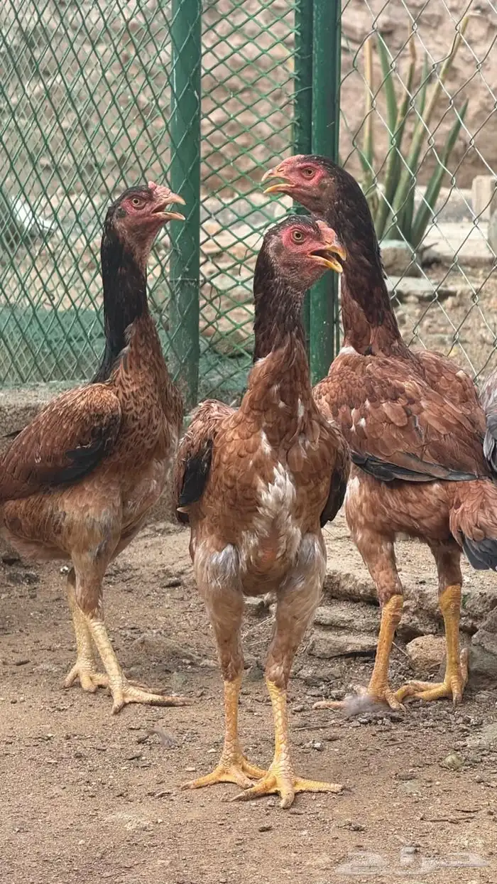 دجاج باكستاني 1