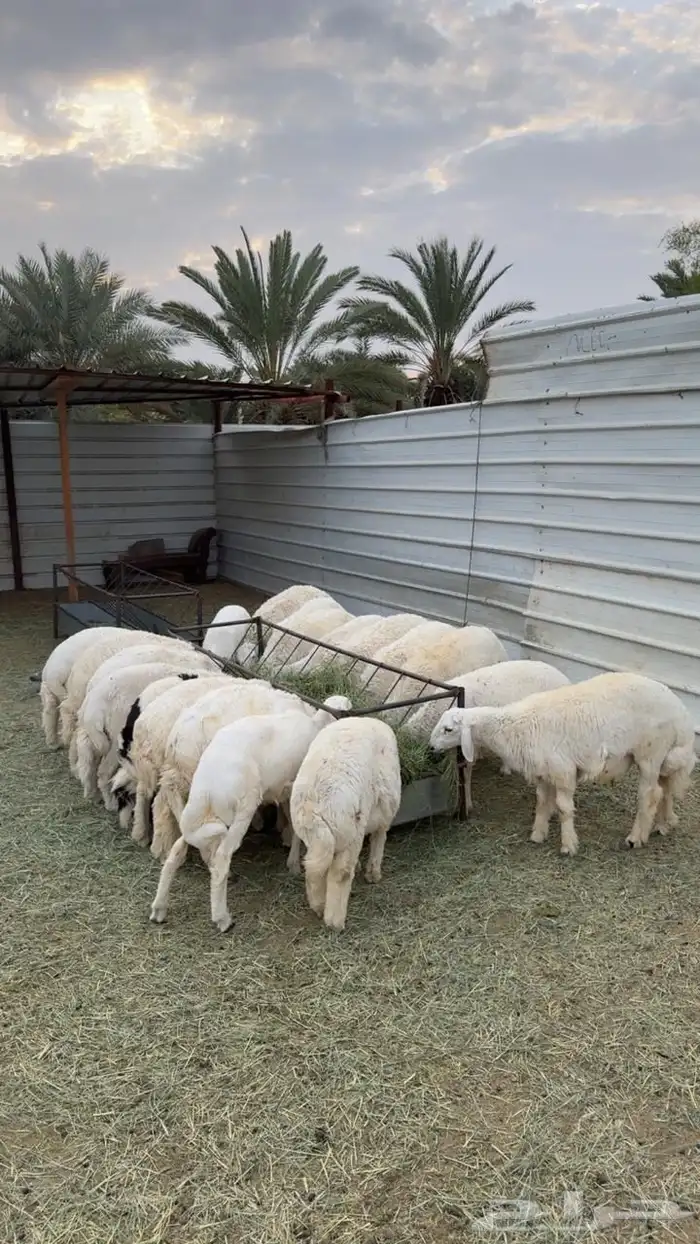 طليان حريه جبر وسط وصغير 0