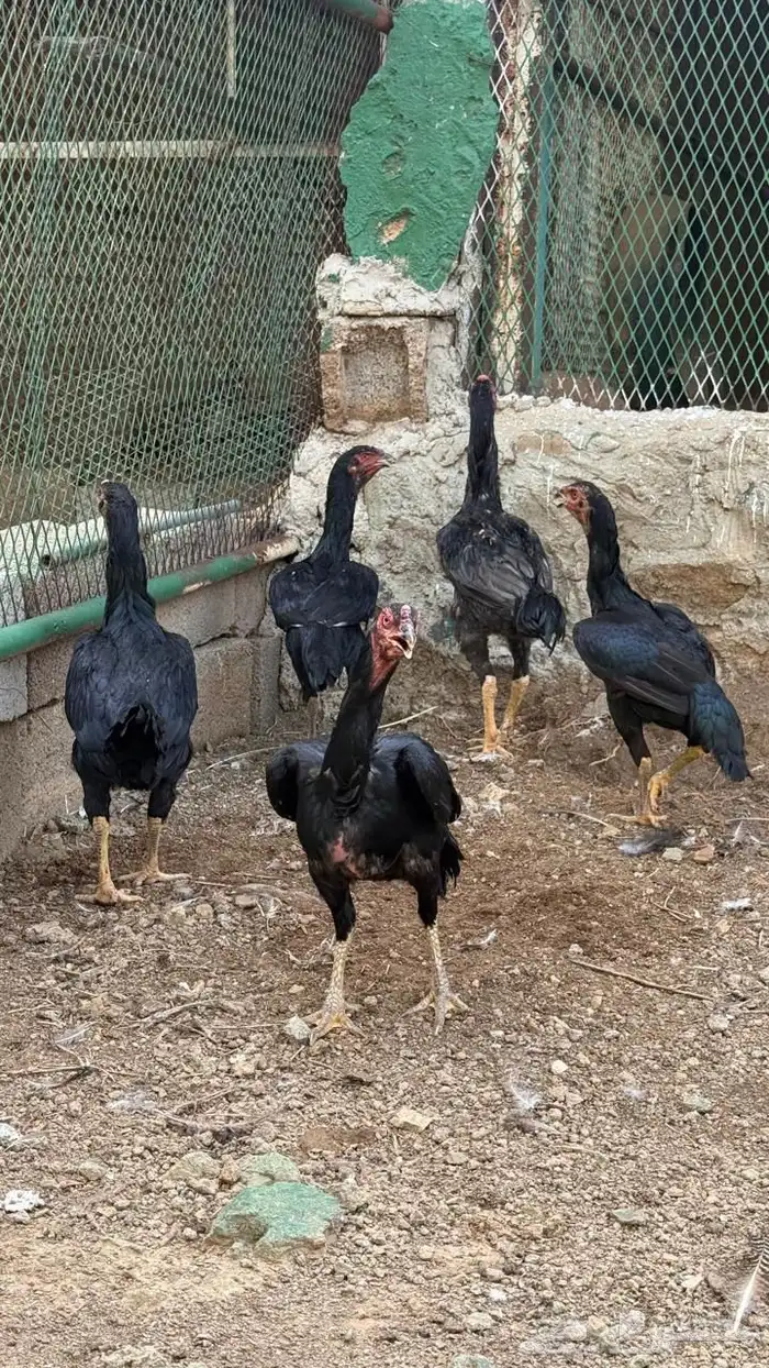 دجاج باكستاني 3
