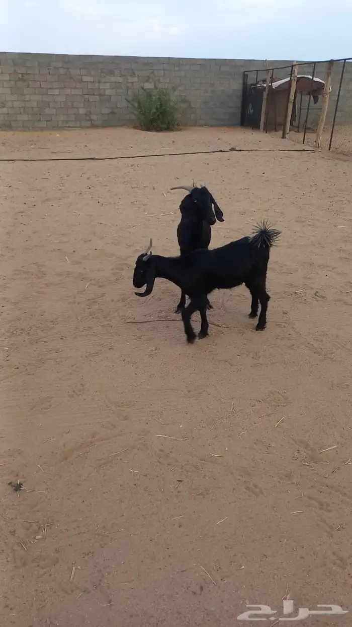 شاه سديس دافع وبنتها معها 1