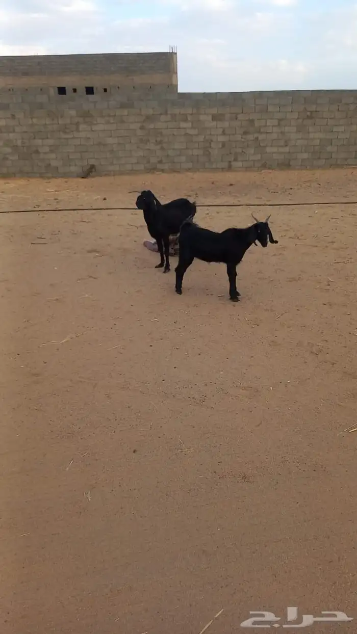 شاه سديس دافع وبنتها معها 0