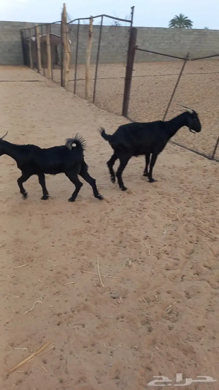 شاه سديس دافع وبنتها معها 3