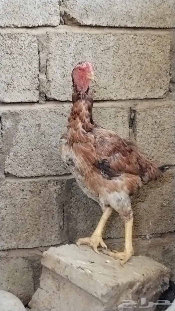 ديك باكستاني وديكه فارسيه 2