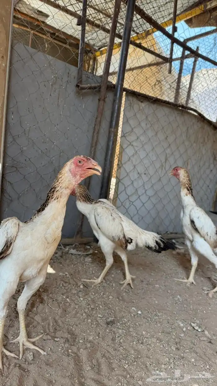 دجاج شامو ياباني للبيع 2