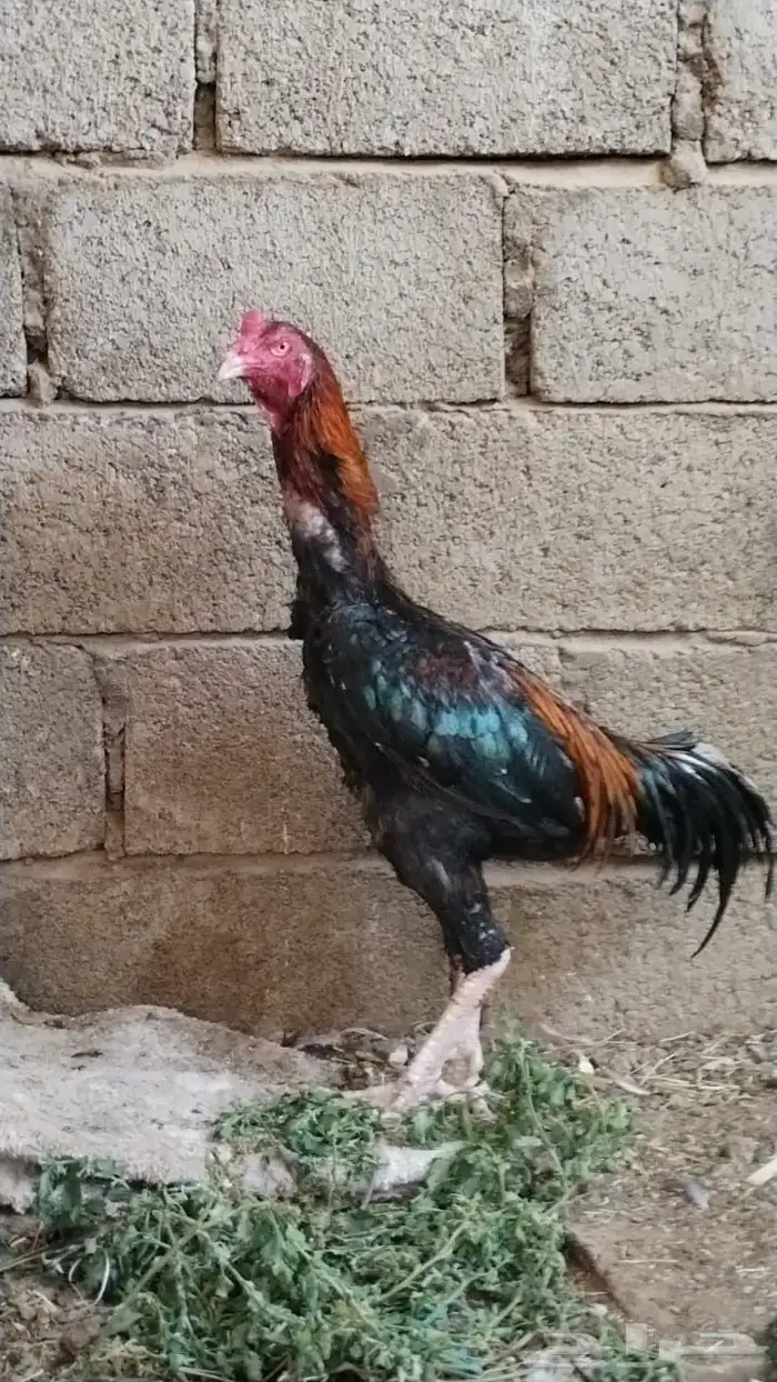 ديك باكستاني وديكه فارسيه 3