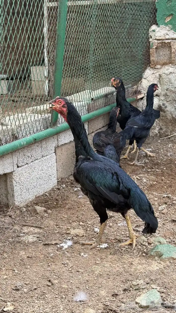 دجاج باكستاني 4