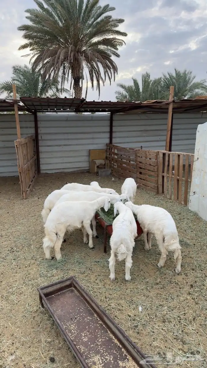 طليان حريه جبر وسط وصغير 1