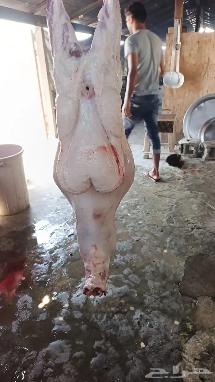 ذبايح 1