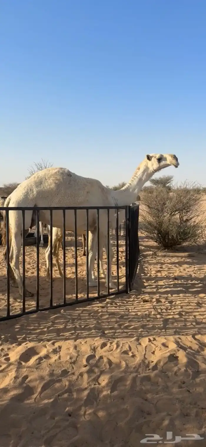 عشرا مسحوب حاشيها كفو 3