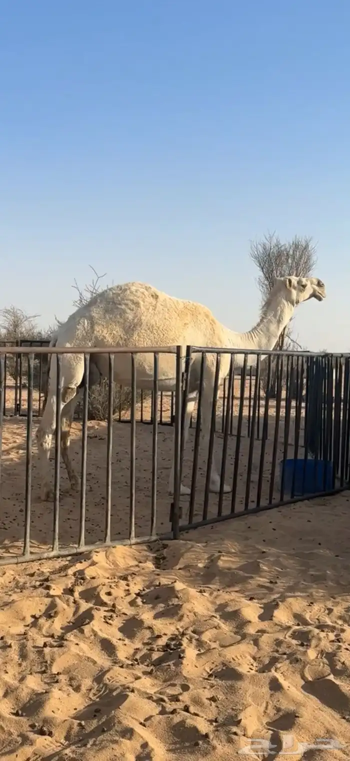 عشرا مسحوب حاشيها كفو 4
