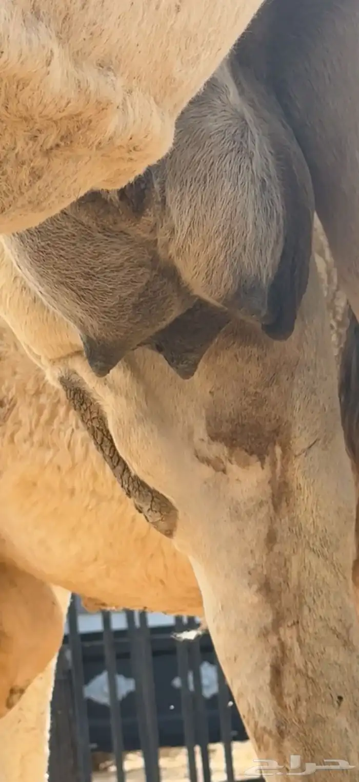 عشرا مسحوب حاشيها كفو 1